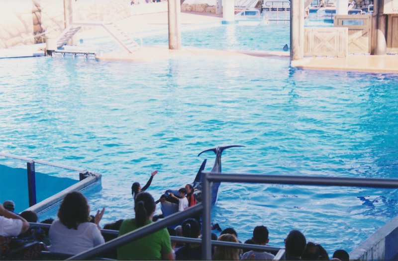 019-A little boy touches the whale.jpg